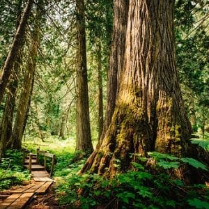 Ancient Forest/Chun T’oh Whudujut Provincial Park