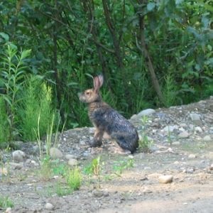 Mackenzie Nature Observatory