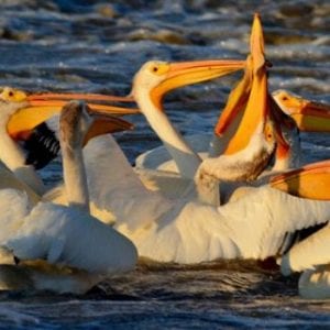Pelicans on Slave River