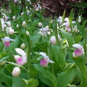 Bruce Peninsula Orchid Festival