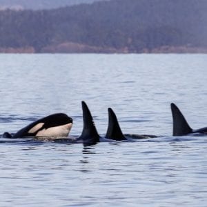 Vancouver Island Whale Watch