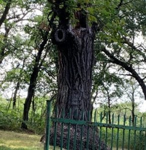 The Mystical Old Oak Tree