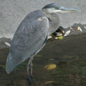 Great Blue Heron Homeland