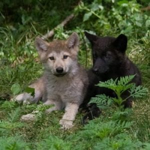 Haliburton Forest Wolf Centre