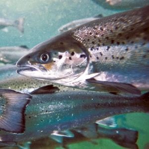 Kingsclear Fish Hatchery