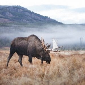 Yukon Wildlife Preserve