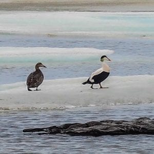 Birding Cambridge Bay