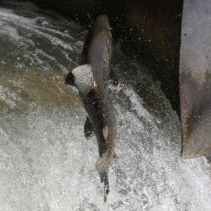 Ganaraska Fishway