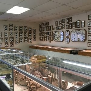 Stones ‘N Bones Museum