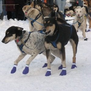 North Algonquin Dog Sled Trail