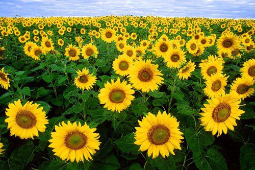 sunflowers