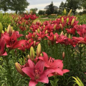 Beausejour Daylily Gardens
