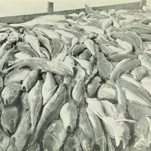 Learning to Fish for Cod