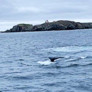 Bonavista Whale Tour