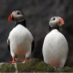 Elliston Puffin Viewing Site
