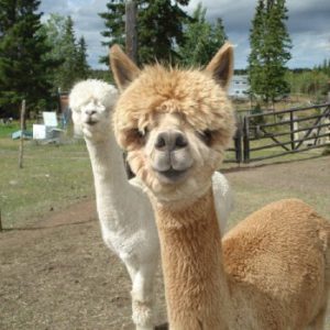 Alpaca Story Ranch