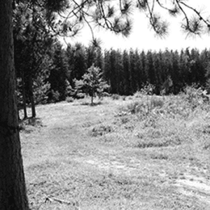 Constance Bay Sand Hills