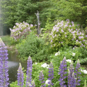 Kitty Coleman Woodland Gardens