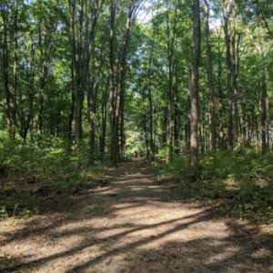 O’Neil Nature Preserve