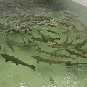 Puntledge River Hatchery