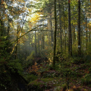 Seal Bay Nature’s Park