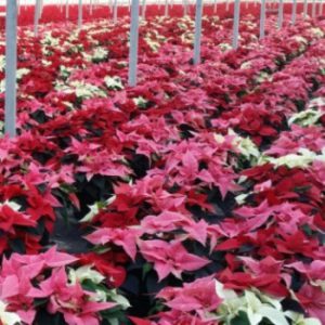 Vanderveen’s Greenhouses