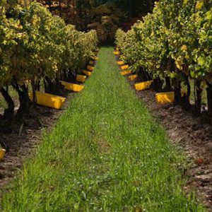 Averill Creek Vineyard