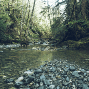 Cumberland Community Forest