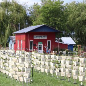 Blueberry Patch Farms