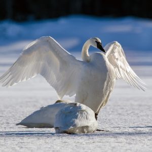 Trumpeter Swans