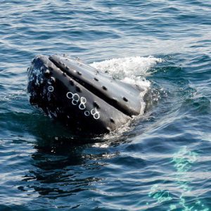 Dildo Boat Tours and Adventures