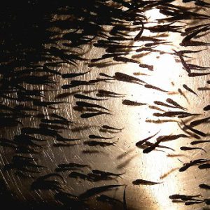 Fish Culture Station