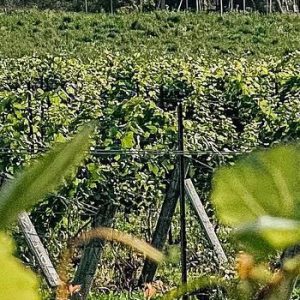 Georgian Hills Vineyards