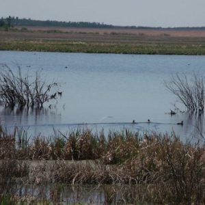 Jones Wildlife Sanctuary