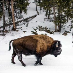 Mackenzie Bison Sanctuary