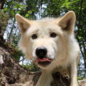 Northern Lights Wildlife Wolf Centre