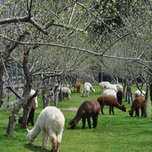 Old Mill Alpacas
