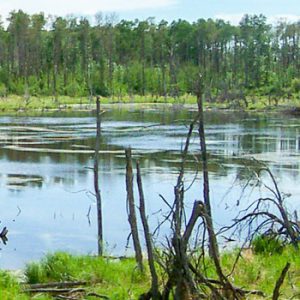 Parkland Natural Area