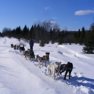 Ravens Adventures Dogsled Tours