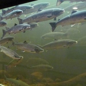 Salmonid Interpretation Centre