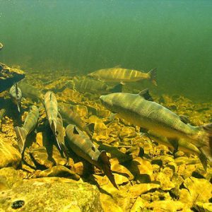 Site des Chutes et Marais