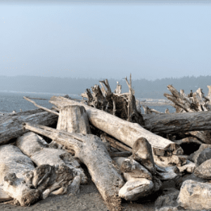 The Park – Port Renfrew