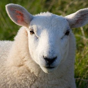 Visit the Fort Saskatchewan Sheep