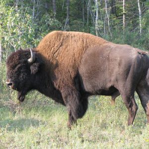 Wood Buffalo National Park
