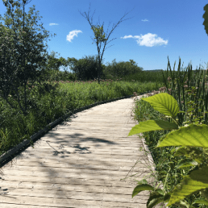 Wye Marsh Wildlife Centre