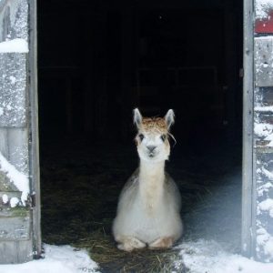 Dream Acres Alpacas Farm