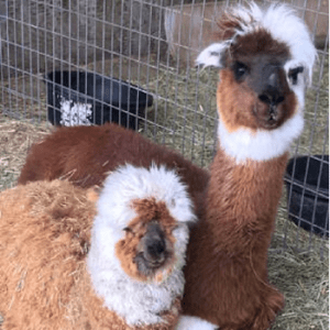 Alpaca Tracks T(h)read Lightly