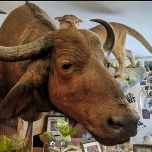 Alpine Taxidermy & Wildlife Museum