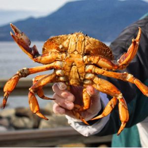 Annual Crab Activities