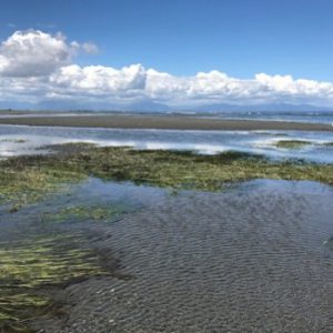 Boundary Bay Regional Park: Centennial Beach